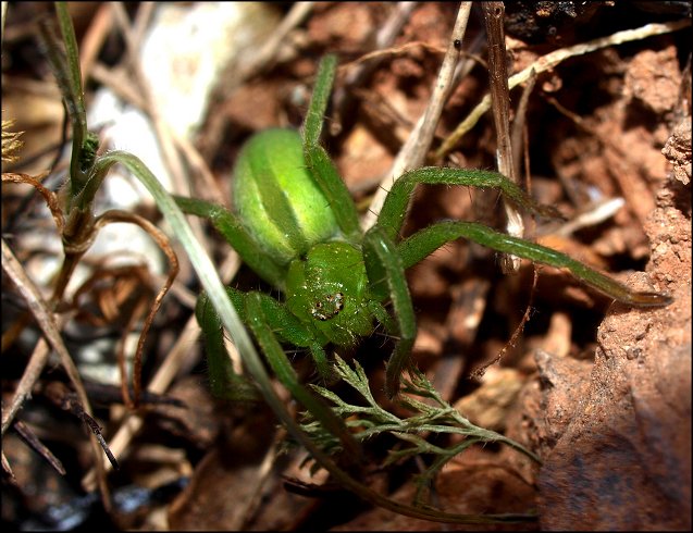 Micrommata 8