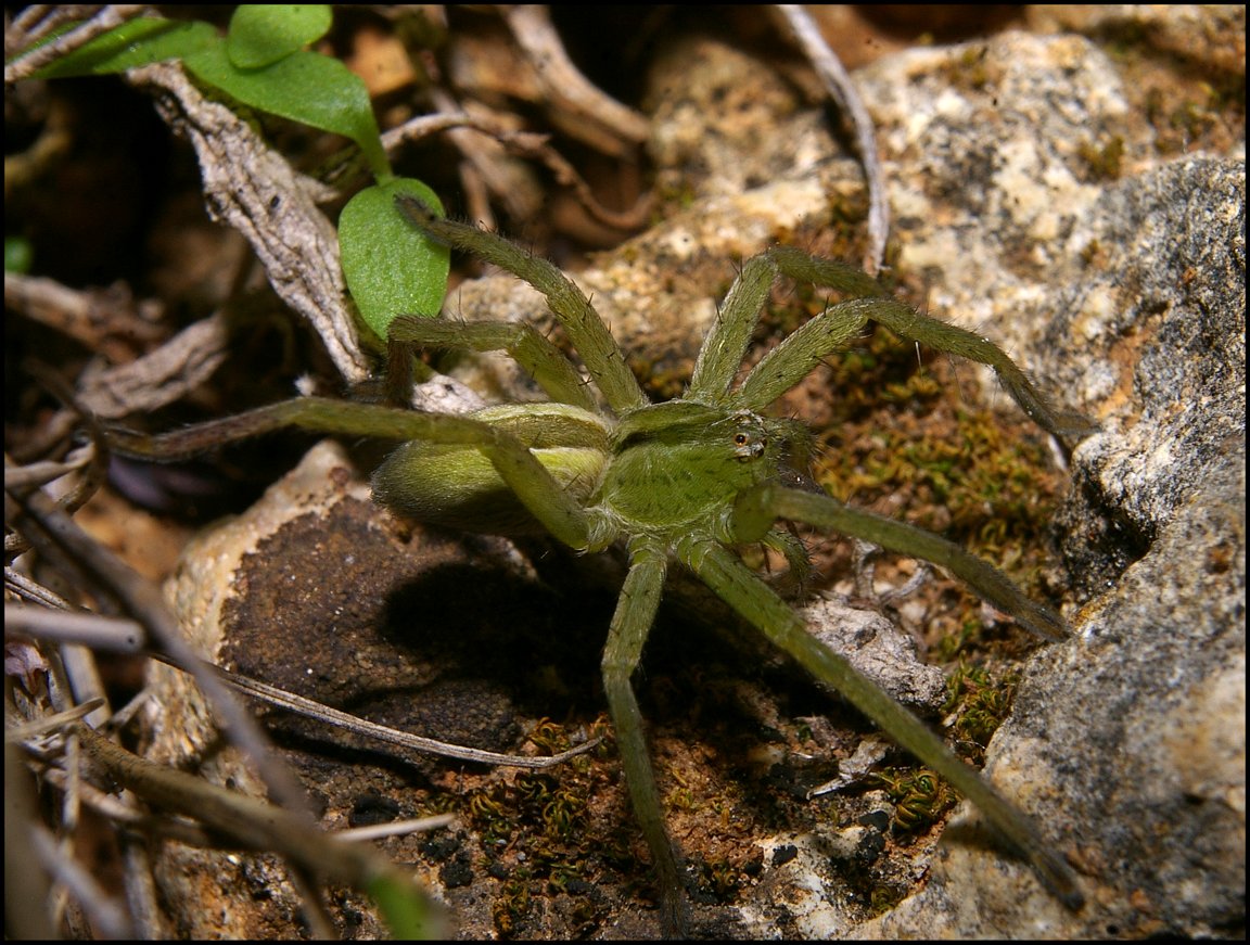 Micrommata Vendres