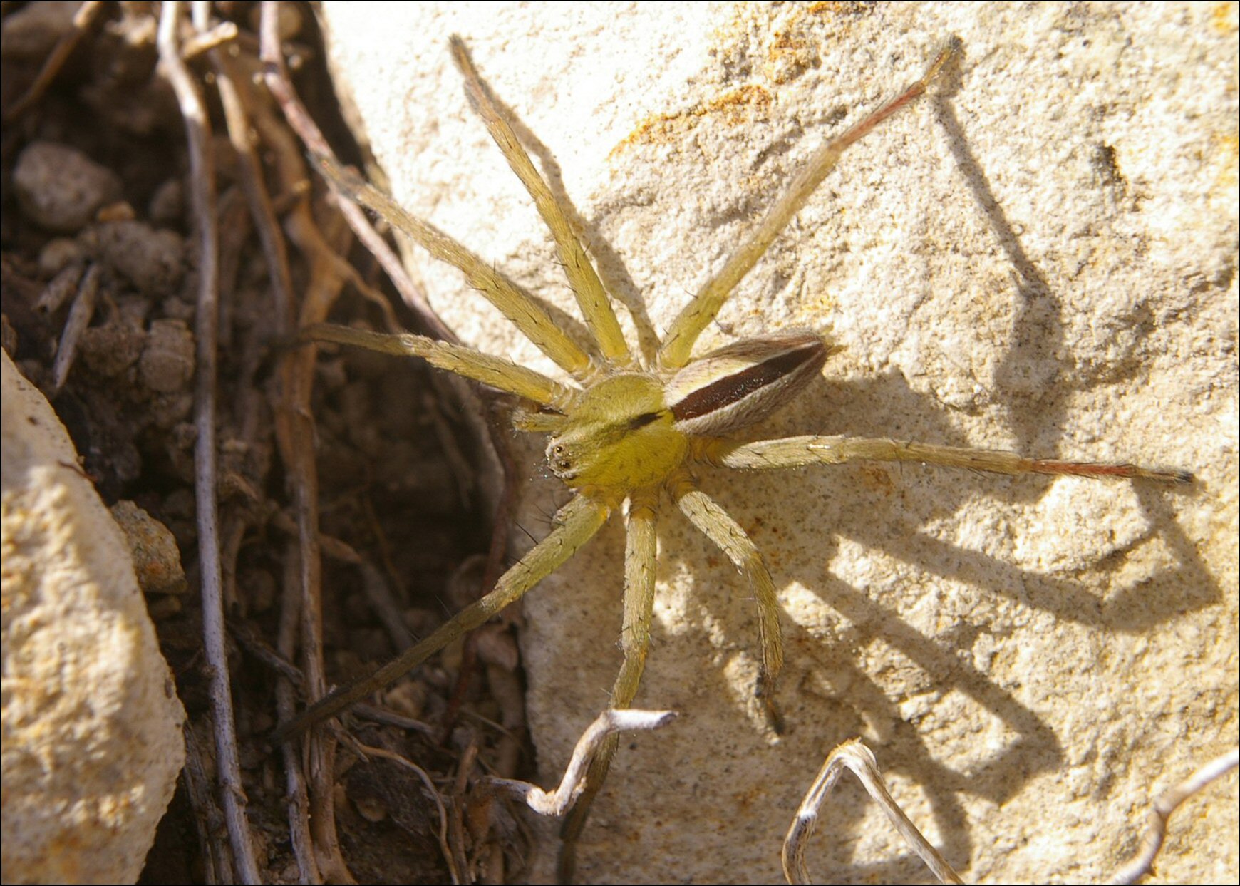Micrommata ligurina 1