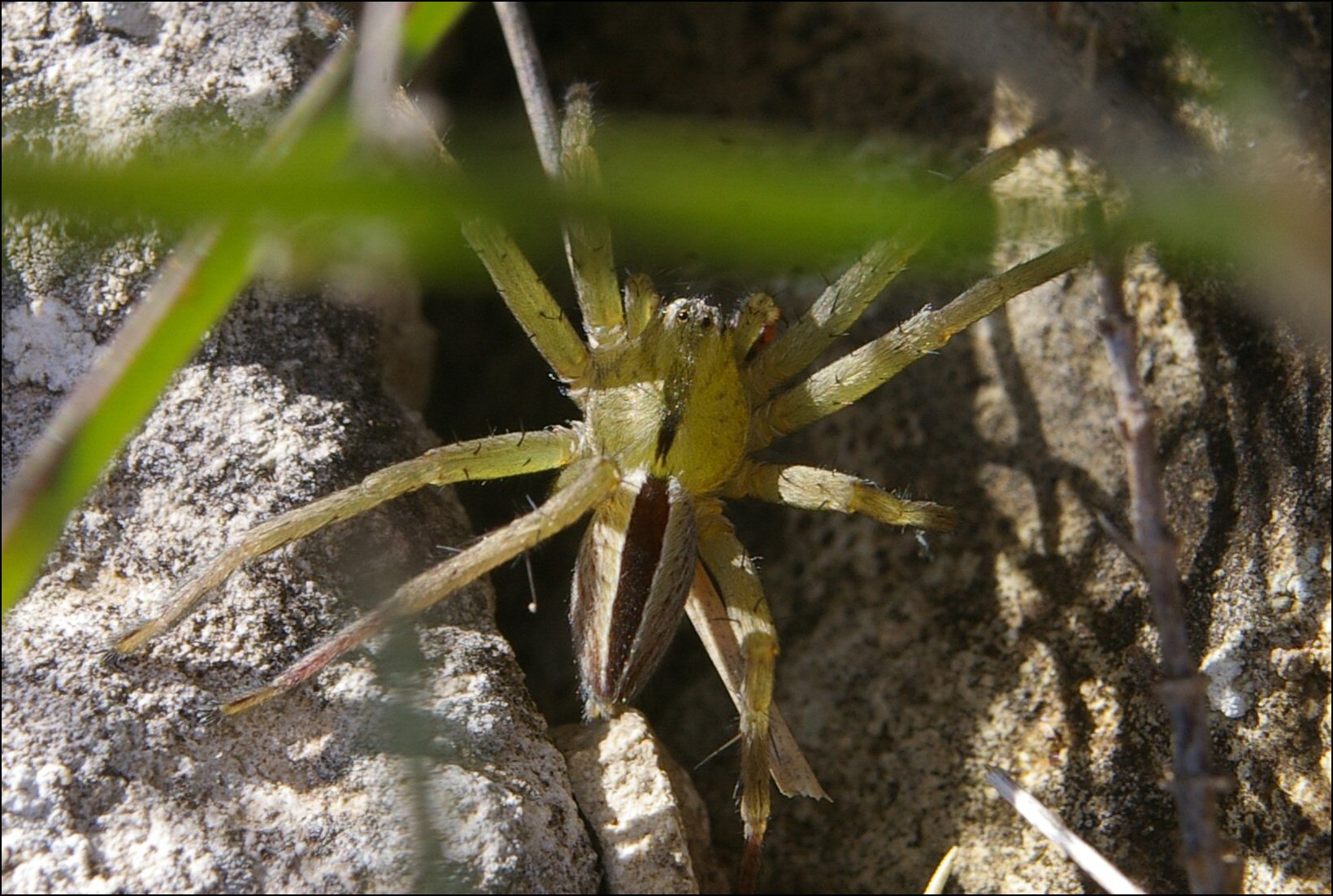 Micrommata ligurina 2