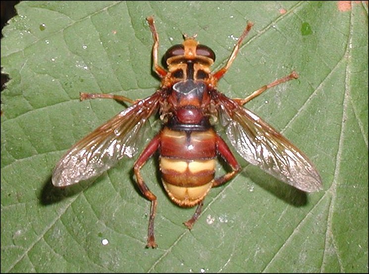 Milesia crabro. 1