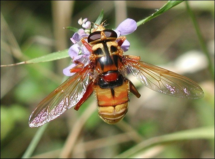 Milesia crabro. 2
