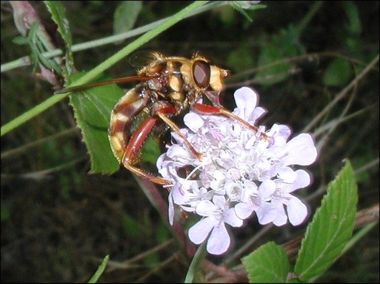 Milesia crabro. 3