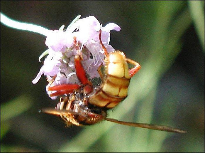 Milesia crabro. 4