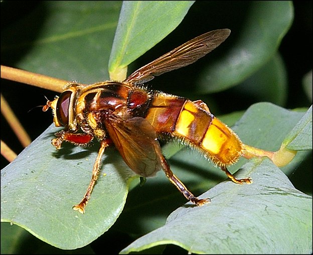 Milesia crabro. 5