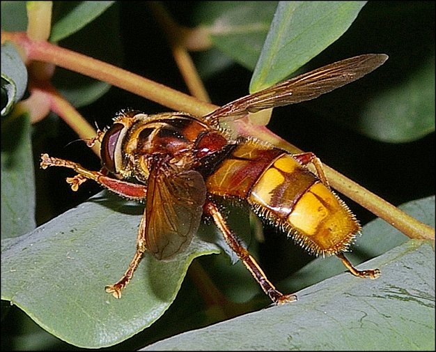 Milesia crabro. 6