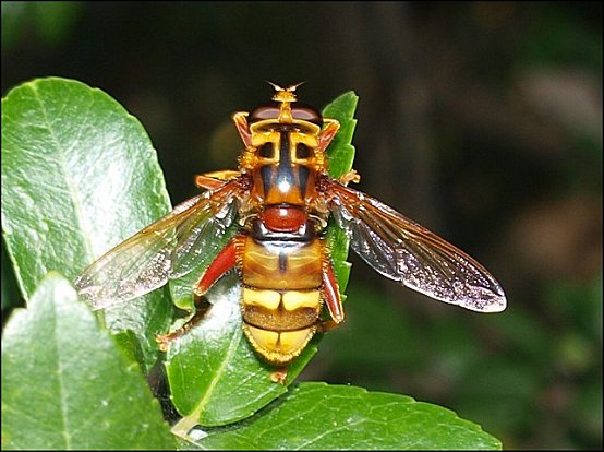 Milesia crabroniformis 10