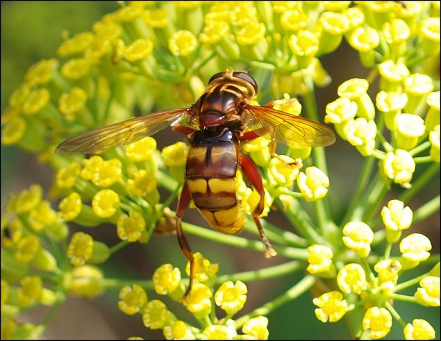 Milesia crabroniformis 7
