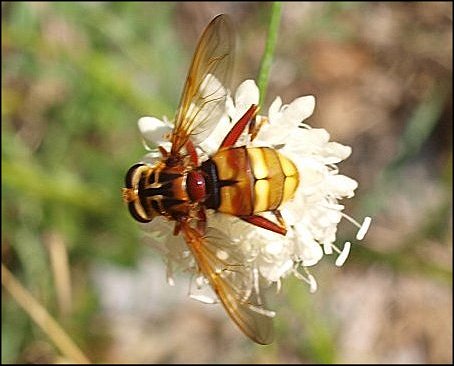 Milesia crabroniformis 8