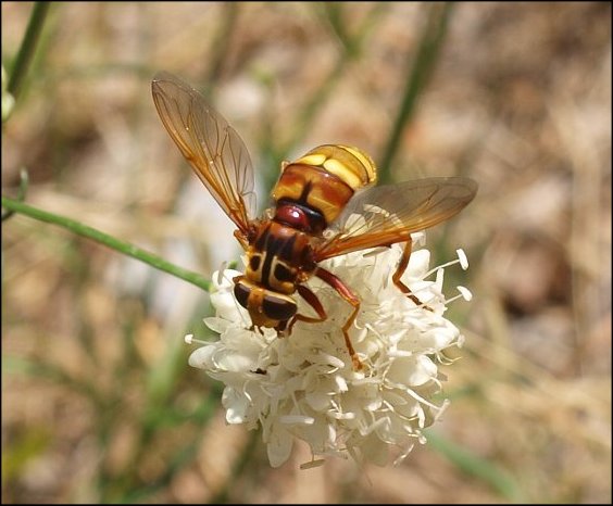Milesia crabroniformis 9
