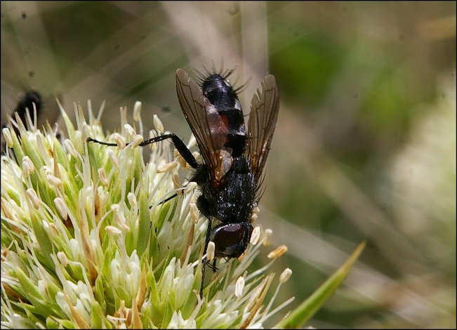 Mintho rufiventris 1