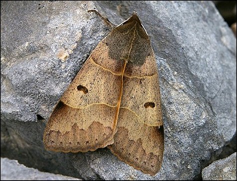 Minucia lunaris 1