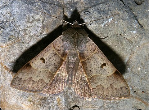 Minucia lunaris 2