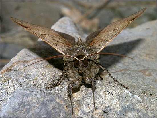 Minucia lunaris 3