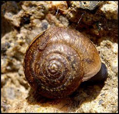 Moine de Draparnaud