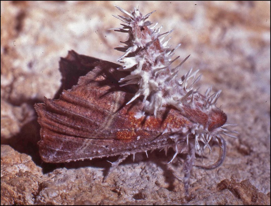 Moisi.Scoliopteryx4