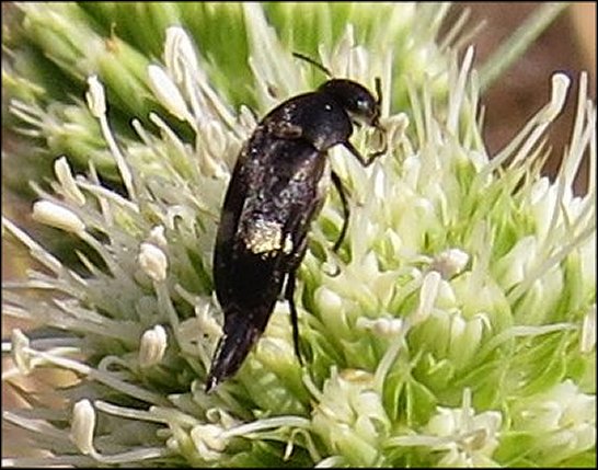 Mordella biguttata 3