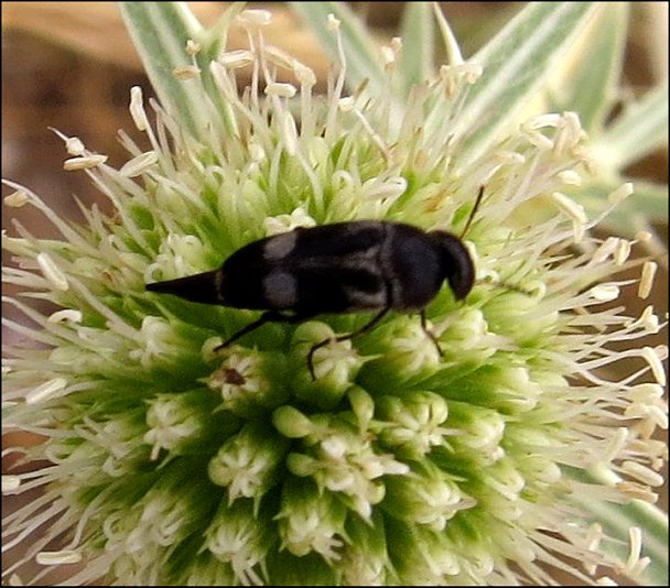 Mordella fasciata 1