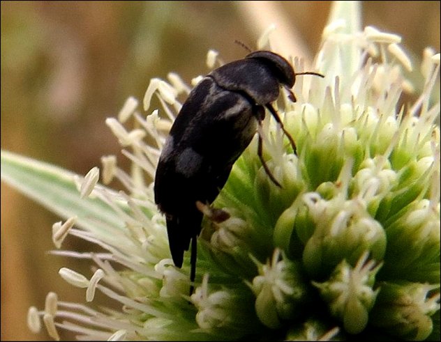 Mordella fasciata 2