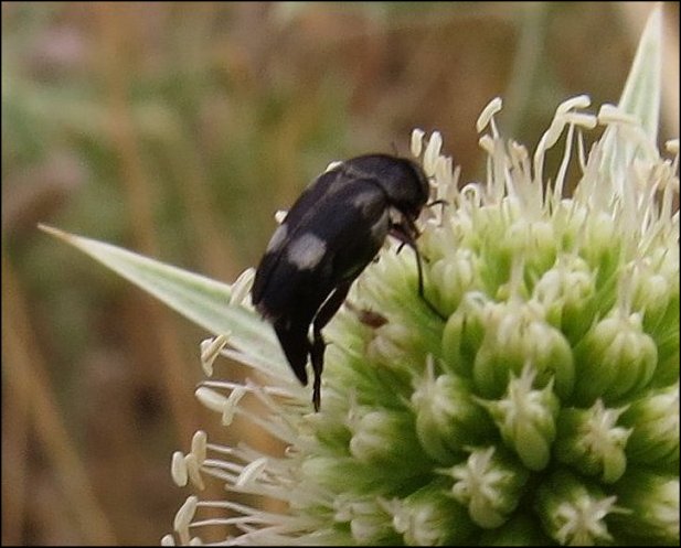 Mordella fasciata 3