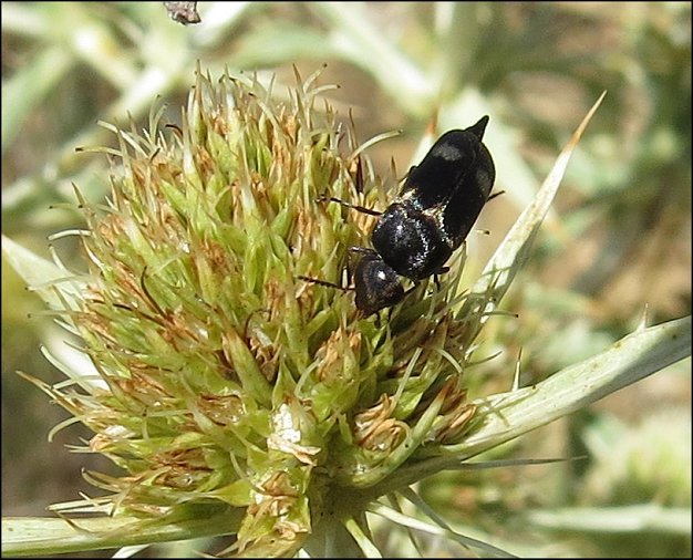 Mordella fasciata 4