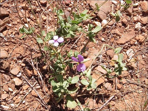 Moricandia arvensis 1