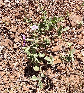 Moricandia arvensis 2