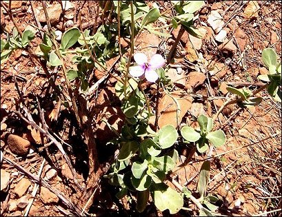 Moricandia arvensis 4