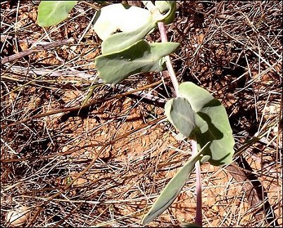 Moricandia arvensis 5