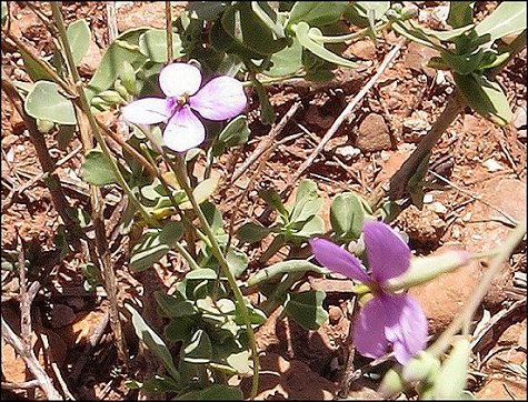Moricandia arvensis 8