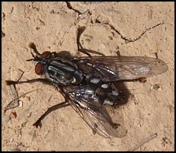 Mouche  damier