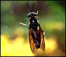 Mouche  fentres