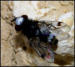 Mouche front d'argent