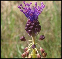 Muscari  toupet