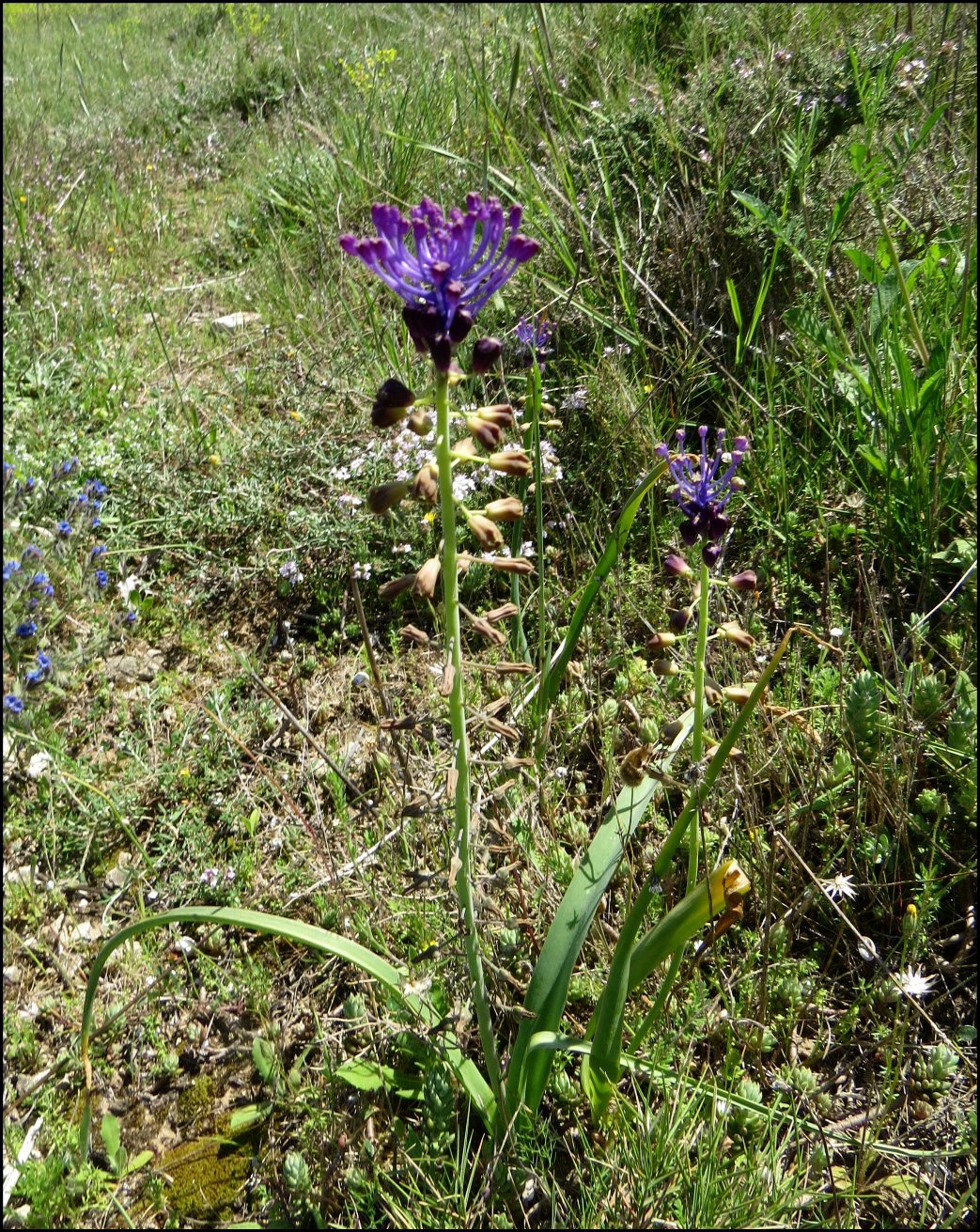 Muscari comosum 1