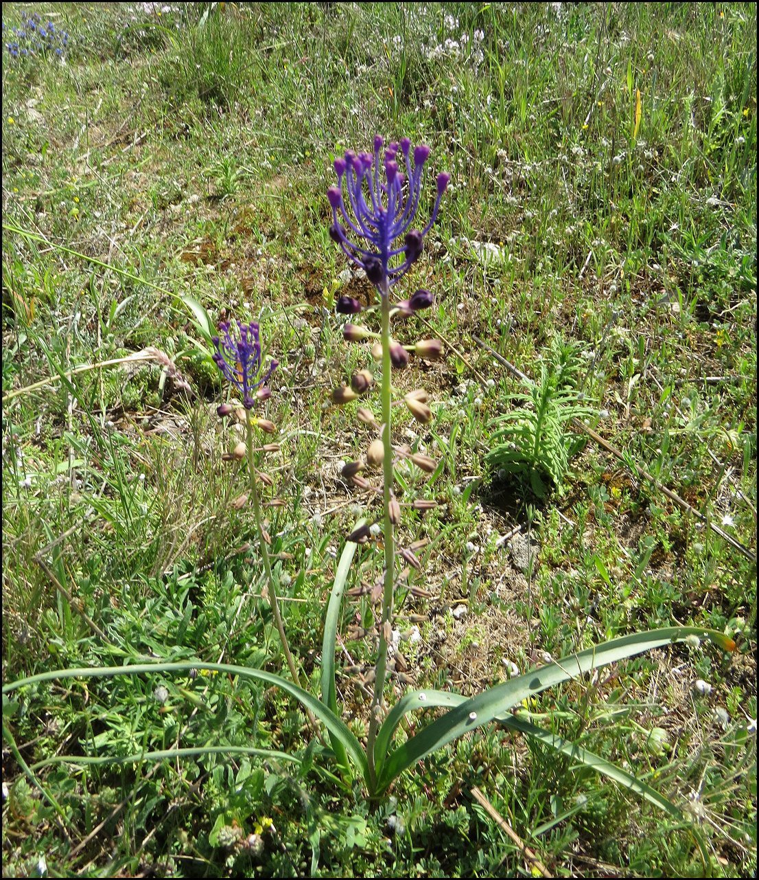Muscari comosum 2