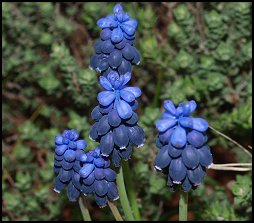 Muscari en grappe
