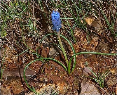Muscari racemosum 1