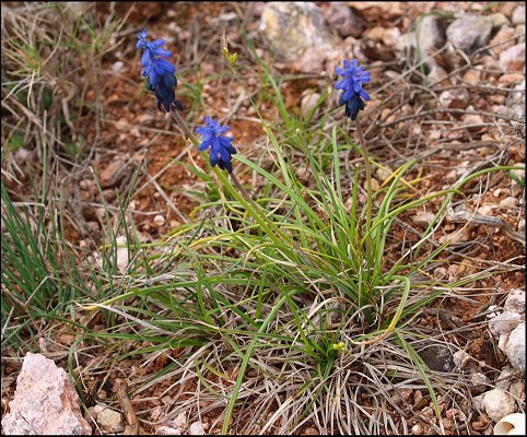 Muscari racemosum 10