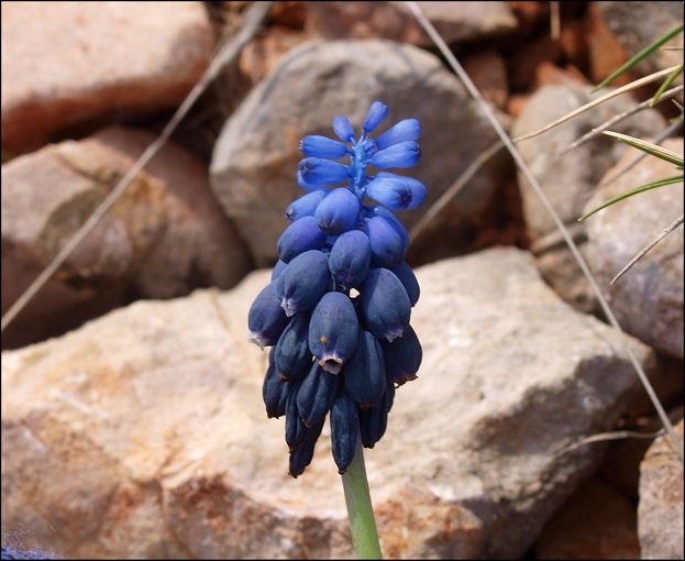 Muscari racemosum 11