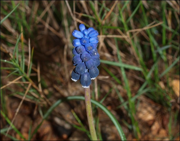 Muscari  racemosum 2