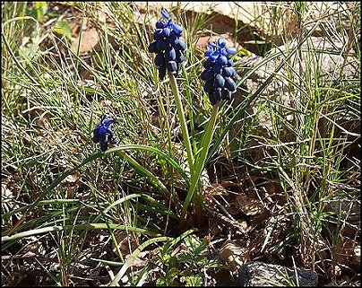 Muscari racemosum 5