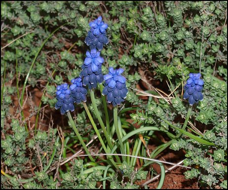 Muscari racemosum 7