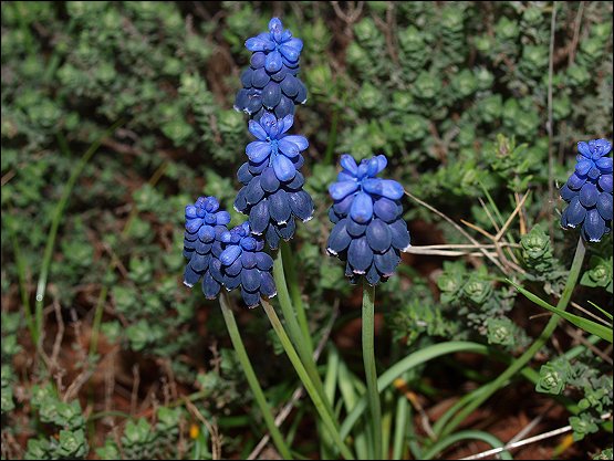 Muscari racemosum 8