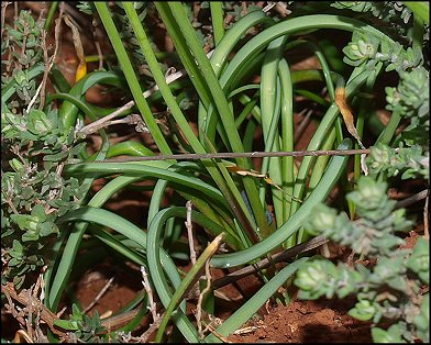 Muscari racemosum 9