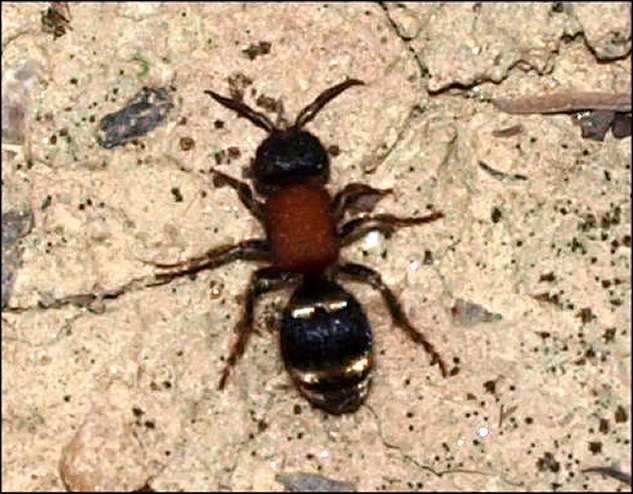 Mutilla europaea 1