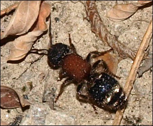 Mutilla europaea 3