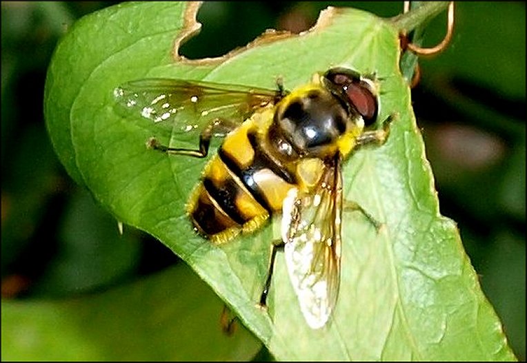 Myiatropa 1