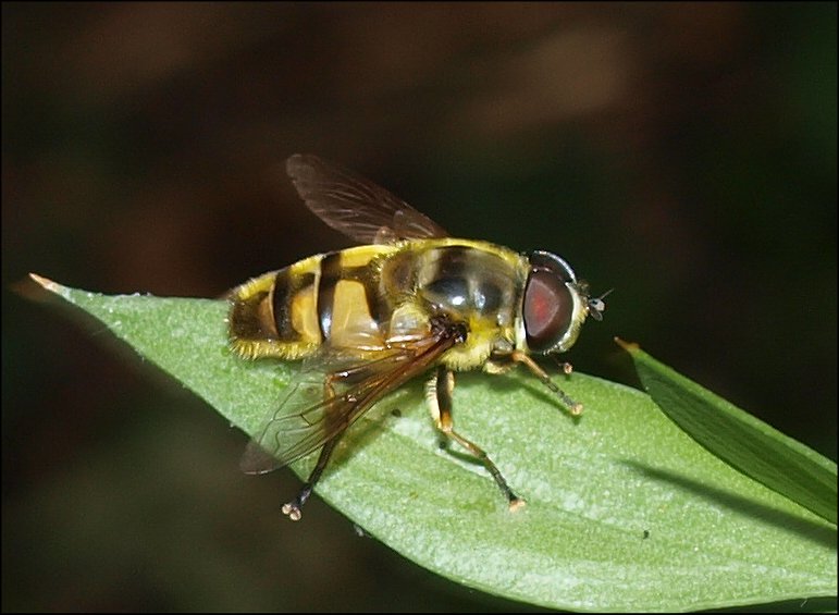 Myiatropa 2