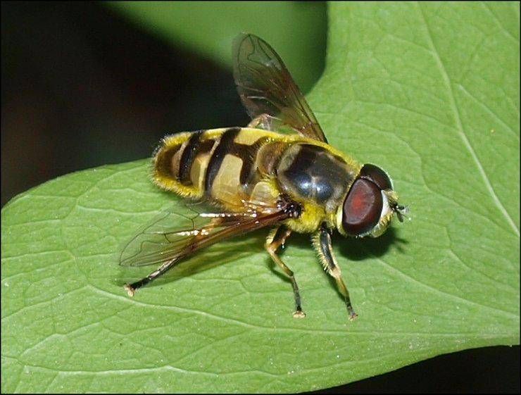 Myiatropa 3